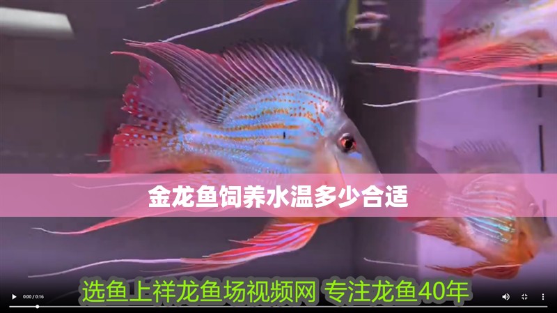 金龍魚飼養水溫多少合適