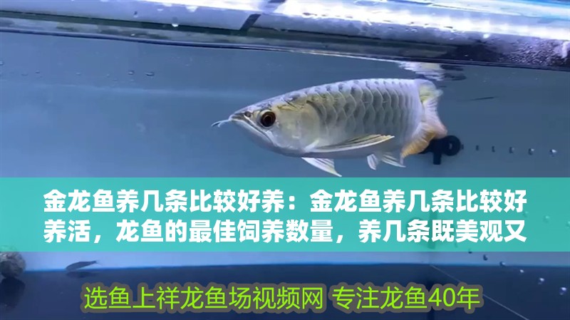 金龍魚養(yǎng)幾條比較好養(yǎng)：金龍魚養(yǎng)幾條比較好養(yǎng)活，龍魚的最佳飼養(yǎng)數量，養(yǎng)幾條既美觀又易成活