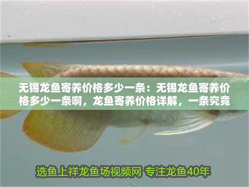 無錫龍魚寄養(yǎng)價(jià)格多少一條:無錫龍魚寄養(yǎng)價(jià)格多少一條啊,龍魚寄養(yǎng)價(jià)格詳解,一條究竟 水族問答 無錫龍魚寄養(yǎng)價(jià)格多少一條:無錫龍魚寄養(yǎng)價(jià)格多少一條啊,龍魚寄養(yǎng)價(jià)格詳解,一條究竟 無錫龍魚寄養(yǎng)價(jià)格多少一條:無錫龍魚寄養(yǎng)價(jià)格多少一條啊,龍魚寄養(yǎng)價(jià)格詳解,一條究竟 水族問答