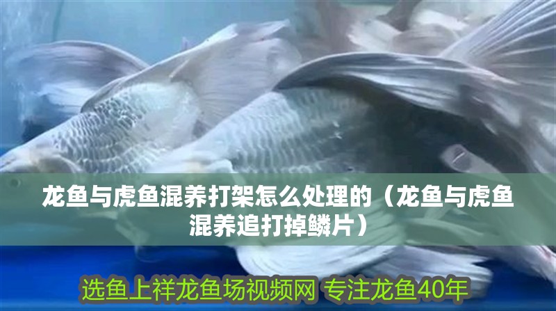 龍魚與虎魚混養打架怎么處理的（龍魚與虎魚混養追打掉鱗片）