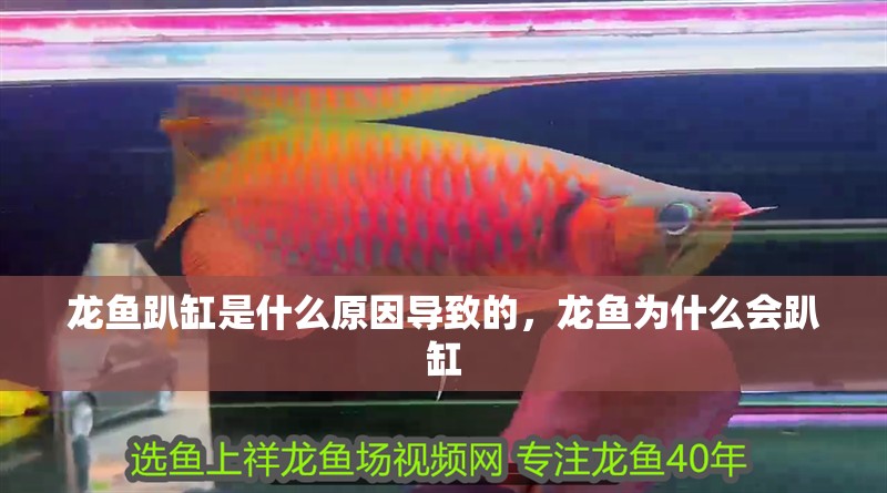 龍魚趴缸是什么原因導致的，龍魚為什么會趴缸