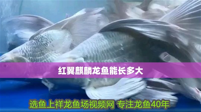 紅翼麒麟龍魚能長多大