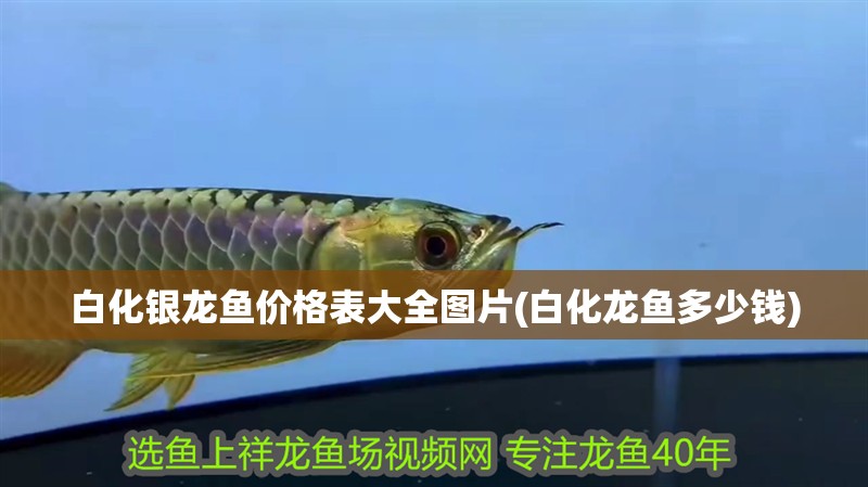 白化銀龍魚價格表大全圖片(白化龍魚多少錢)