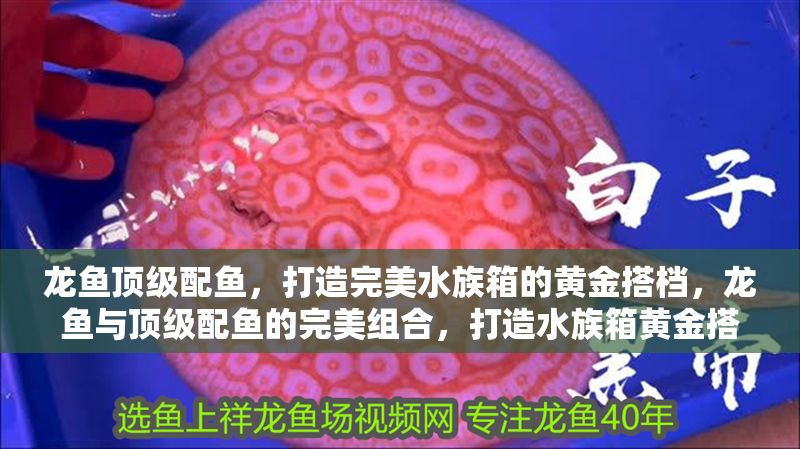 生態(tài)盆景魚缸圖片大全集（生態(tài)缸造景圖） 生態(tài)盆景魚缸圖片大全集（生態(tài)缸造景圖） 錦鯉魚百科 第1張