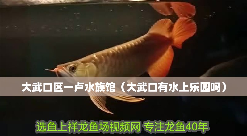大武口區(qū)一盧水族館（大武口有水上樂(lè)園嗎）