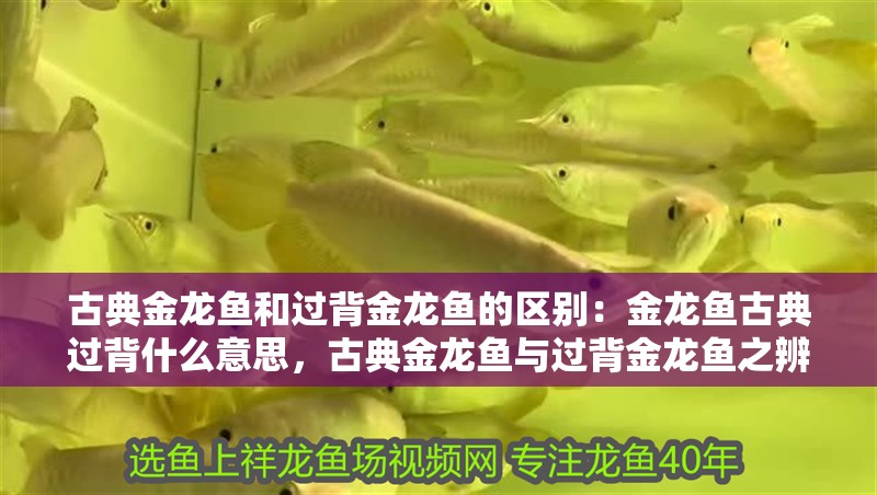 古典金龍魚和過背金龍魚的區別：金龍魚古典過背什么意思，古典金龍魚與過背金龍魚之辨，解析古典過背含義