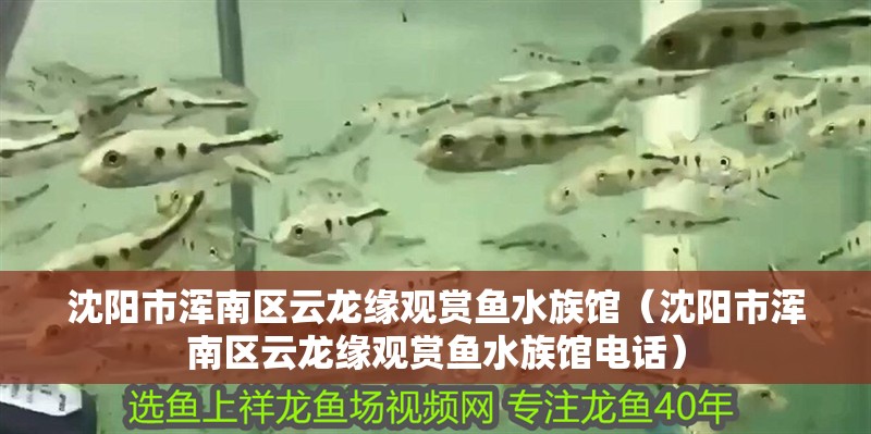 沈陽市渾南區云龍緣觀賞魚水族館（沈陽市渾南區云龍緣觀賞魚水族館電話）