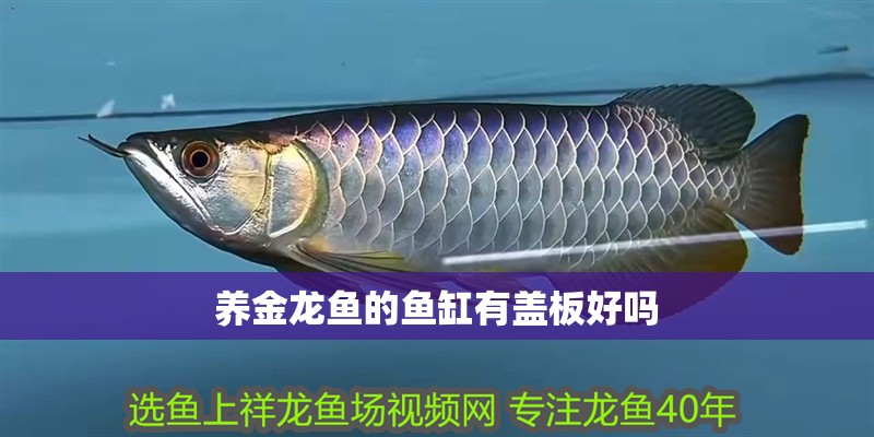 養金龍魚的魚缸有蓋板好嗎 龍魚百科 養金龍魚的魚缸有蓋板好嗎 養金龍魚的魚缸有蓋板好嗎 龍魚百科