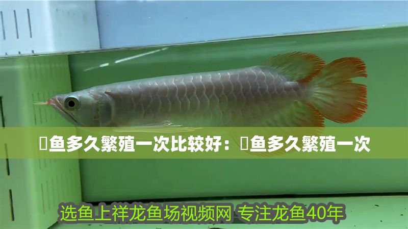 魟魚多久繁殖一次比較好：魟魚多久繁殖一次