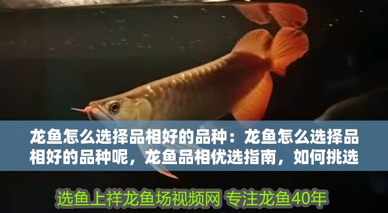 龍魚怎么選擇品相好的品種:龍魚怎么選擇品相好的品種呢,龍魚品相優選指南,如何挑選出高品質的龍魚品種 水族問答 龍魚怎么選擇品相好的品種:龍魚怎么選擇品相好的品種呢,龍魚品相優選指南,如何挑選出高品質的龍魚品種 龍魚怎么選擇品相好的品種:龍魚怎么選擇品相好的品種呢,龍魚品相優選指南,如何挑選出高品質的龍魚品種 水族問答