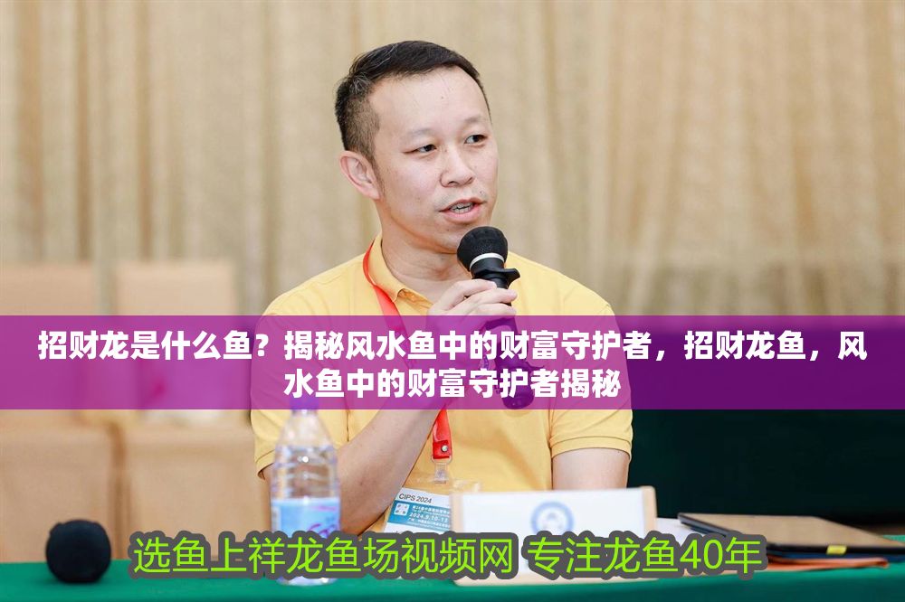 招財龍是什么魚？揭秘風水魚中的財富守護者，招財龍魚，風水魚中的財富守護者揭秘