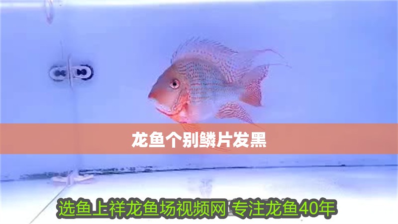 龍魚個別鱗片發黑