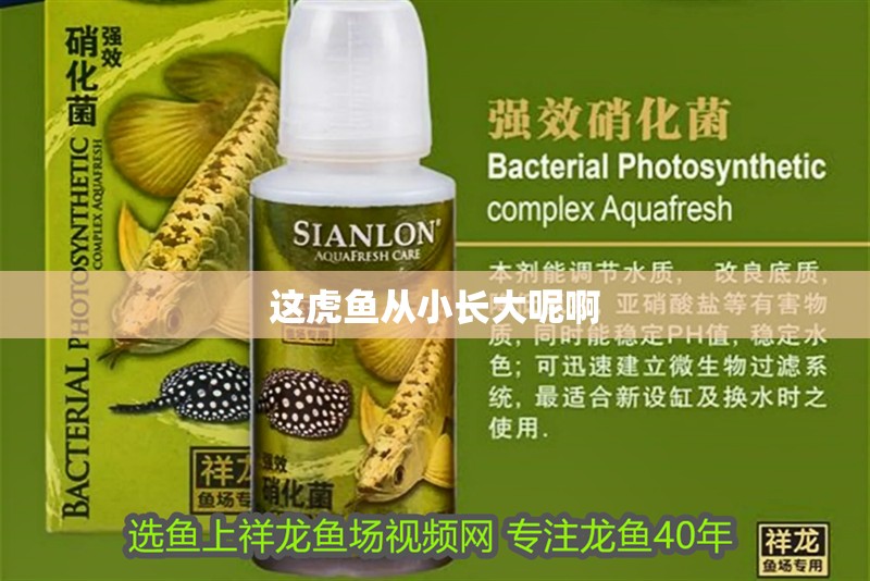 這虎魚從小長大呢啊