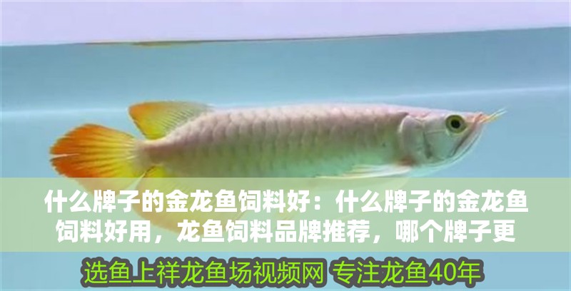 什么牌子的金龍魚飼料好：什么牌子的金龍魚飼料好用，龍魚飼料品牌推薦，哪個牌子更 什么牌子的金龍魚飼料好：什么牌子的金龍魚飼料好用，龍魚飼料品牌推薦，哪個牌子更 水族問答