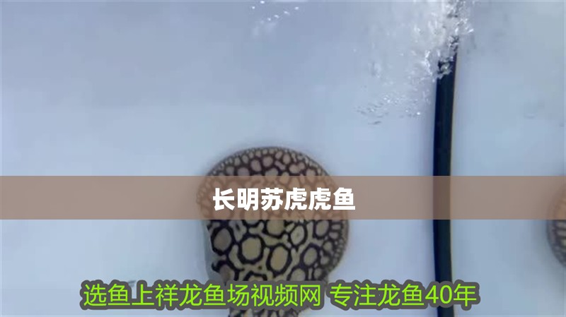長明蘇虎虎魚
