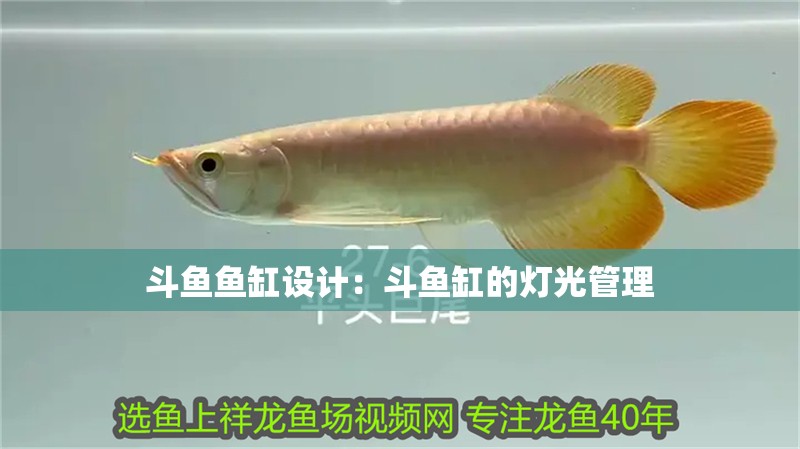 斗魚魚缸設計：斗魚缸的燈光管理