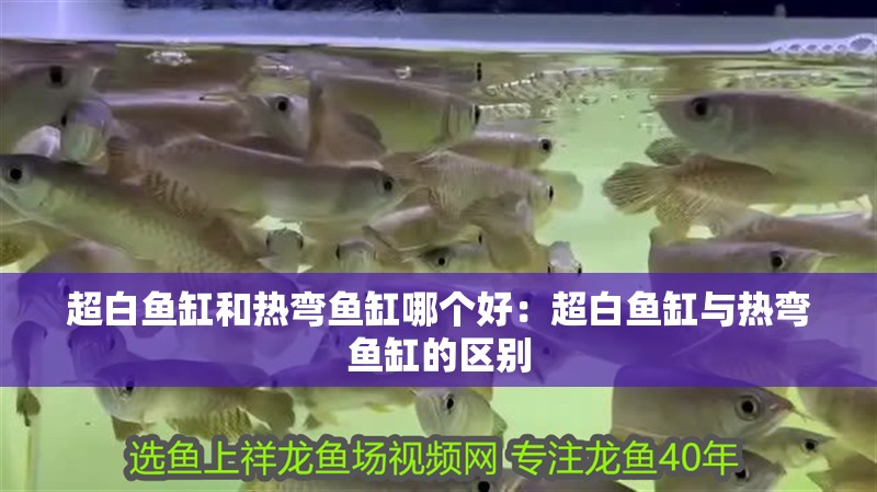 超白魚缸和熱彎魚缸哪個好：超白魚缸與熱彎魚缸的區別 超白魚缸和熱彎魚缸哪個好：超白魚缸與熱彎魚缸的區別 魚缸百科