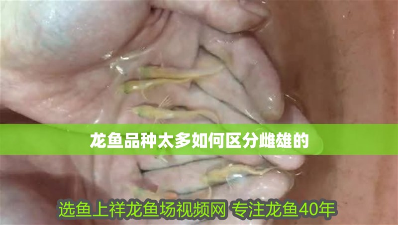 龍魚品種太多如何區(qū)分雌雄的