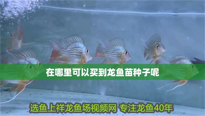 在哪里可以買到龍魚苗種子呢