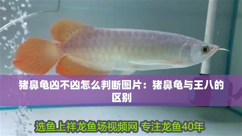 豬鼻龜兇不兇怎么判斷圖片：豬鼻龜與王八的區別