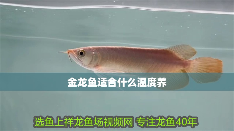 金龍魚適合什么溫度養 金龍魚適合什么溫度養 龍魚百科