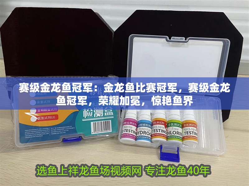 賽級金龍魚冠軍:金龍魚比賽冠軍,賽級金龍魚冠軍,榮耀加冕,驚艷魚界 水族問答 賽級金龍魚冠軍:金龍魚比賽冠軍,賽級金龍魚冠軍,榮耀加冕,驚艷魚界 賽級金龍魚冠軍:金龍魚比賽冠軍,賽級金龍魚冠軍,榮耀加冕,驚艷魚界 水族問答