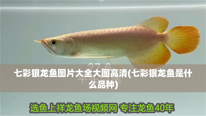 七彩銀龍魚(yú)圖片大全大圖高清(七彩銀龍魚(yú)是什么品種)
