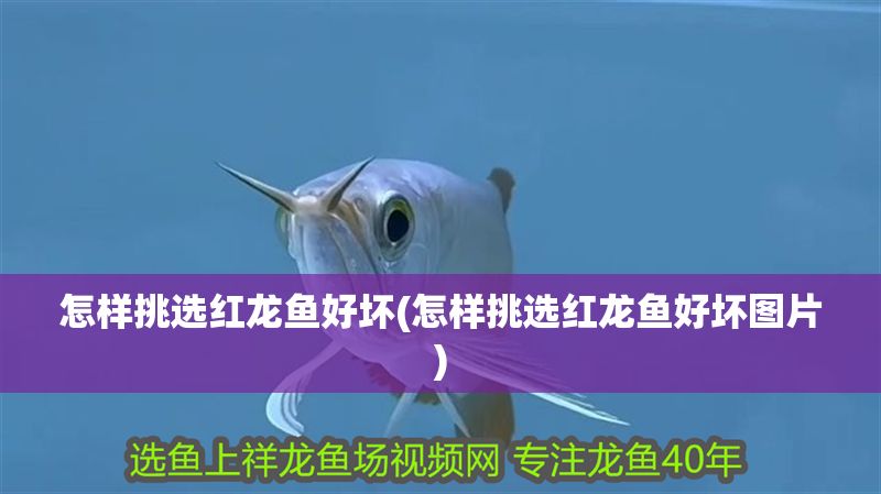 怎樣挑選紅龍魚好壞(怎樣挑選紅龍魚好壞圖片)