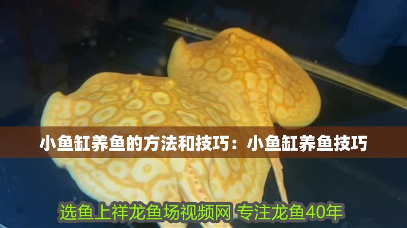 小魚缸養魚的方法和技巧：小魚缸養魚技巧