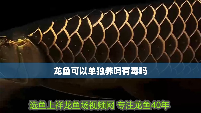 龍魚可以單獨養嗎有毒嗎