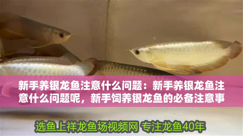 新手養銀龍魚注意什么問題：新手養銀龍魚注意什么問題呢，新手飼養銀龍魚的必備注意事項
