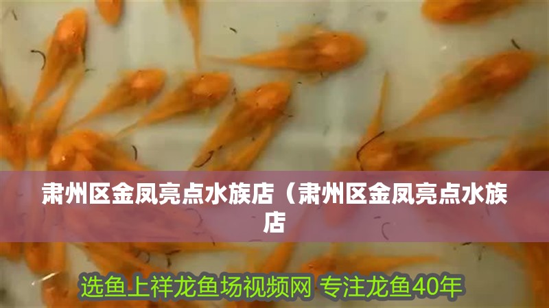 肅州區金鳳亮點水族店（肅州區金鳳亮點水族店