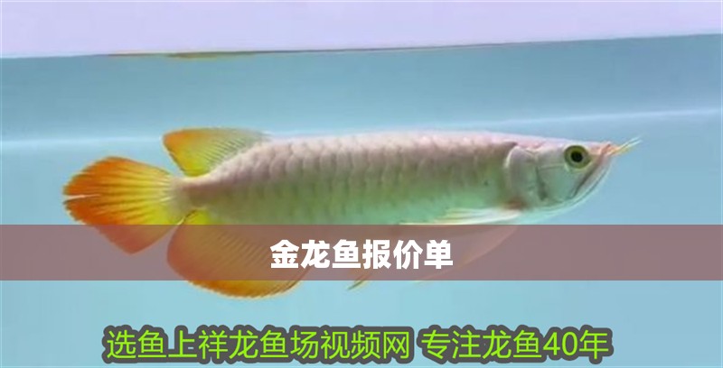 金龍魚報價單