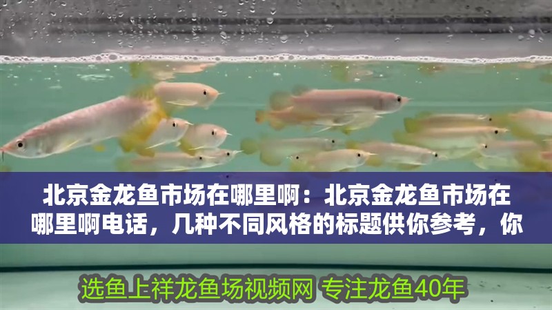 北京金龍魚市場在哪里啊：北京金龍魚市場在哪里啊電話，幾種不同風格的標題供你參考，你可以按需選用，，直白詢問型，北京金龍魚市場具體位置及聯系電話在哪？，實用指南型，速查！北京金龍魚市場地址與電話全知道，急切求解型，急求！北京金龍魚市場