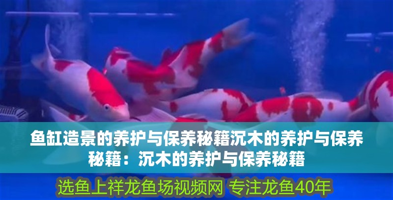 魚缸造景的養護與保養秘籍沉木的養護與保養秘籍：沉木的養護與保養秘籍 魚缸造景的養護與保養秘籍沉木的養護與保養秘籍：沉木的養護與保養秘籍 魚缸百科