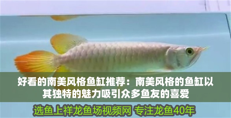 好看的南美風格魚缸推薦：南美風格的魚缸以其獨特的魅力吸引眾多魚友的喜愛 好看的南美風格魚缸推薦：南美風格的魚缸以其獨特的魅力吸引眾多魚友的喜愛 魚缸百科