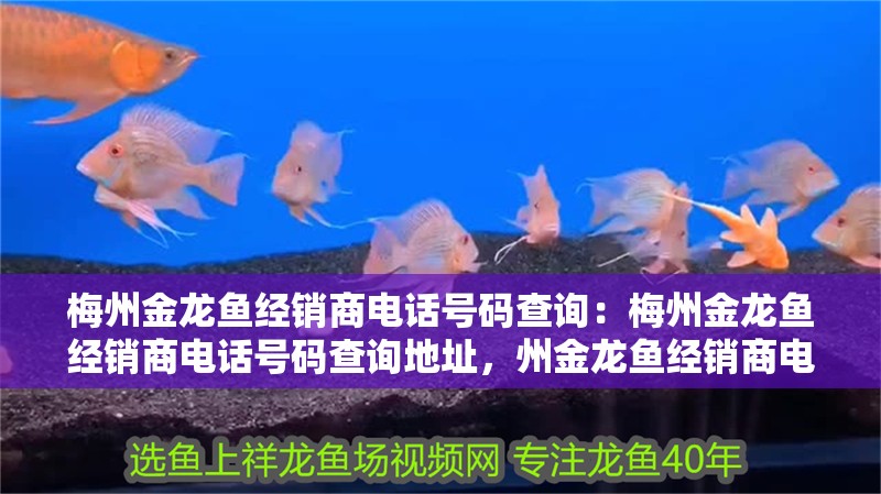 梅州金龍魚經銷商電話號碼查詢：梅州金龍魚經銷商電話號碼查詢地址，州金龍魚經銷商電話及地址查詢
