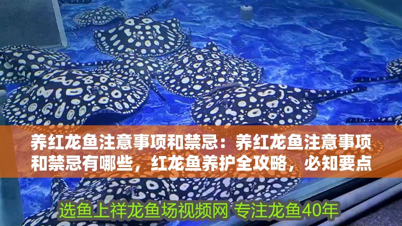 養紅龍魚注意事項和禁忌:養紅龍魚注意事項和禁忌有哪些,紅龍魚養護全攻略,必知要點與禁忌指南 水族問答 養紅龍魚注意事項和禁忌:養紅龍魚注意事項和禁忌有哪些,紅龍魚養護全攻略,必知要點與禁忌指南 養紅龍魚注意事項和禁忌:養紅龍魚注意事項和禁忌有哪些,紅龍魚養護全攻略,必知要點與禁忌指南 水族問答