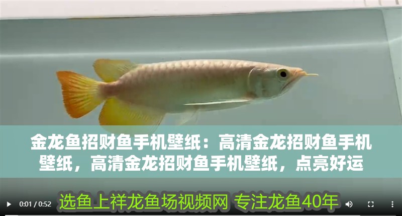 金龍魚招財魚手機壁紙：高清金龍招財魚手機壁紙，高清金龍招財魚手機壁紙，點亮好運