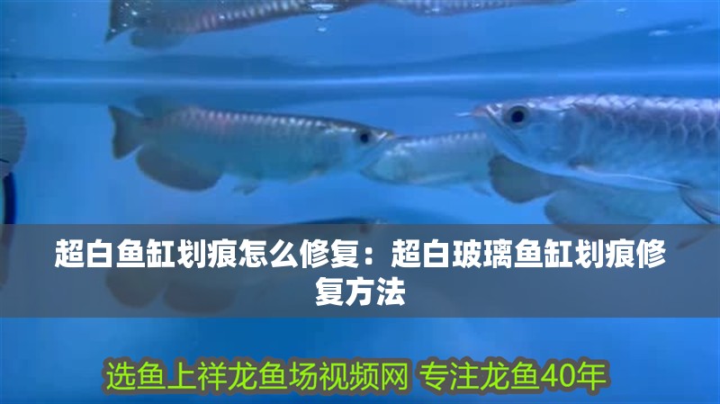 超白魚缸劃痕怎么修復(fù)：超白玻璃魚缸劃痕修復(fù)方法 超白魚缸劃痕怎么修復(fù)：超白玻璃魚缸劃痕修復(fù)方法 魚缸百科