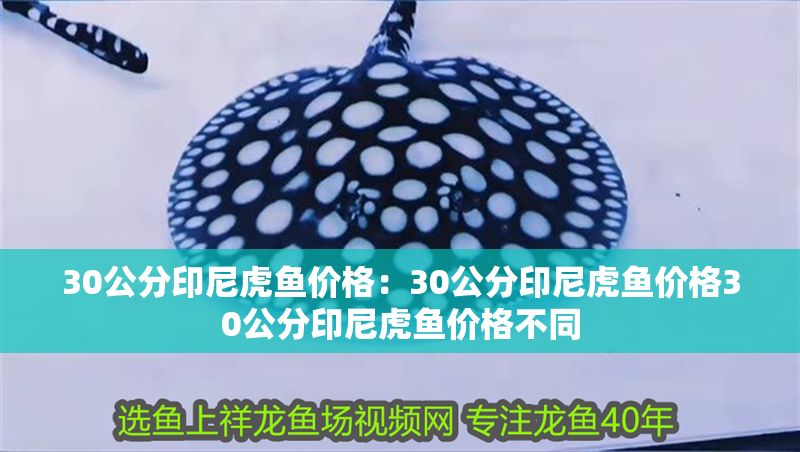 30公分印尼虎魚價格：30公分印尼虎魚價格30公分印尼虎魚價格不同