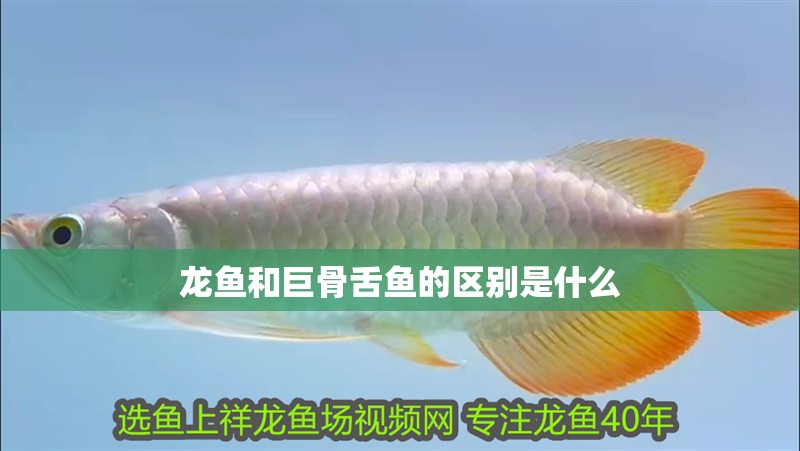 龍魚和巨骨舌魚的區(qū)別是什么