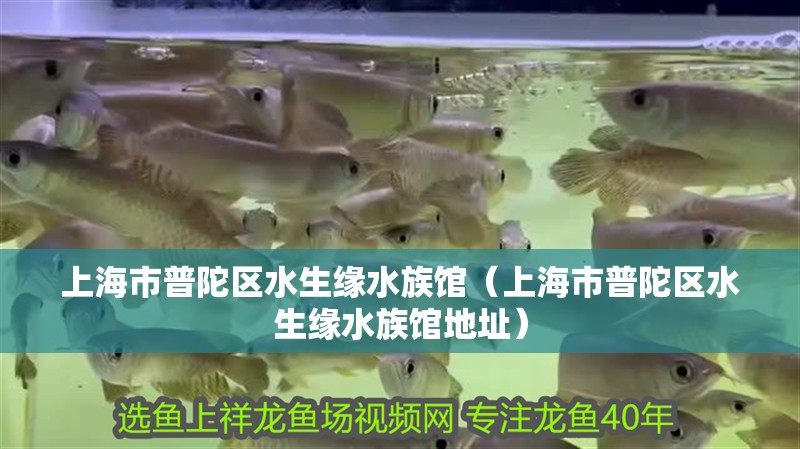 上海市普陀區(qū)水生緣水族館（上海市普陀區(qū)水生緣水族館地址）