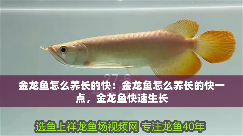 金龍魚怎么養(yǎng)長(zhǎng)的快：金龍魚怎么養(yǎng)長(zhǎng)的快一點(diǎn)，金龍魚快速生長(zhǎng)