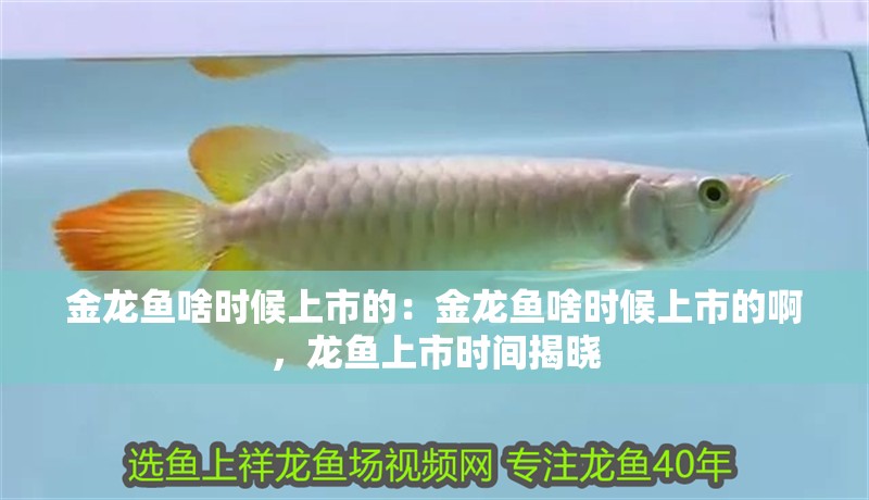 金龍魚啥時候上市的:金龍魚啥時候上市的啊,龍魚上市時間揭曉 水族問答 金龍魚啥時候上市的:金龍魚啥時候上市的啊,龍魚上市時間揭曉 金龍魚啥時候上市的:金龍魚啥時候上市的啊,龍魚上市時間揭曉 水族問答