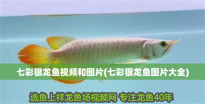 七彩銀龍魚視頻和圖片(七彩銀龍魚圖片大全)