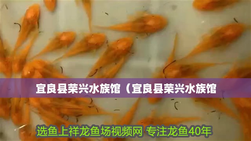 宜良縣榮興水族館（宜良縣榮興水族館 宜良縣榮興水族館（宜良縣榮興水族館 全國水族館企業名錄 第2張