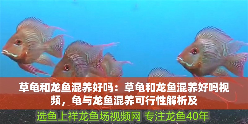 草龜和龍魚混養好嗎：草龜和龍魚混養好嗎視頻，龜與龍魚混養可行性解析及 草龜和龍魚混養好嗎：草龜和龍魚混養好嗎視頻，龜與龍魚混養可行性解析及 水族問答