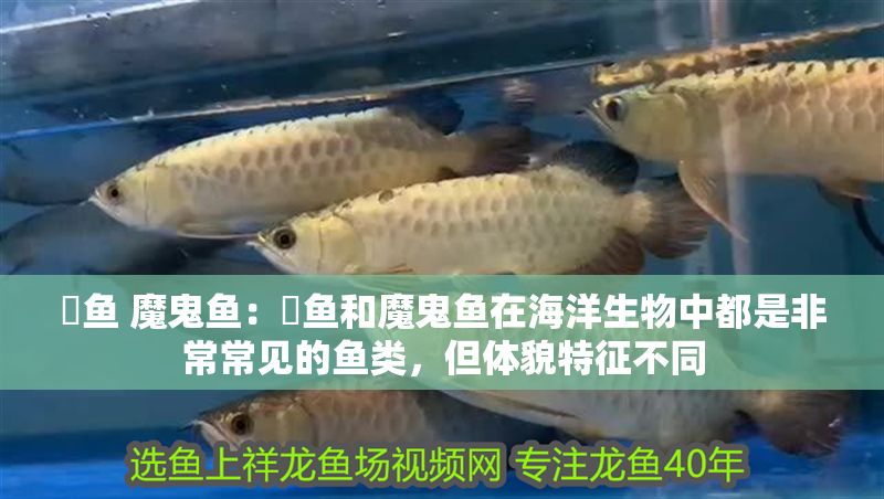 魟魚 魔鬼魚：魟魚和魔鬼魚在海洋生物中都是非常常見的魚類，但體貌特征不同