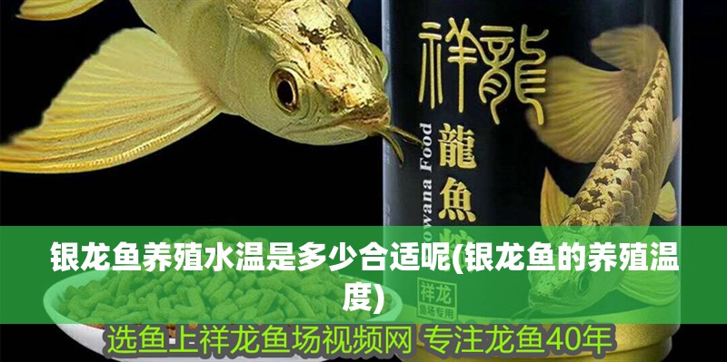 銀龍魚養(yǎng)殖水溫是多少合適呢(銀龍魚的養(yǎng)殖溫度)